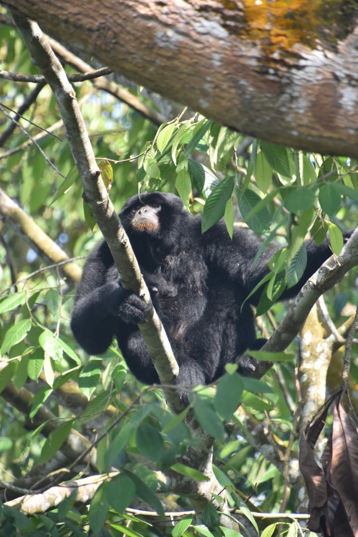 Siamang, Symphalangus syndactylus