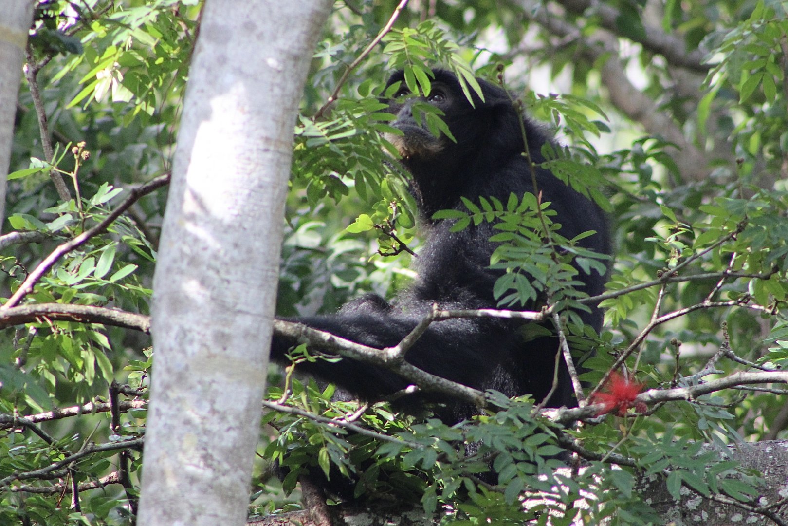 Siamang (Symphalangus syndactylus)