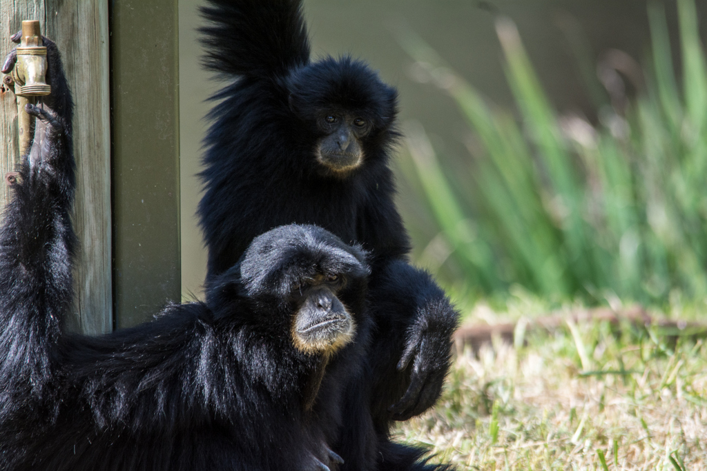Siamang - Taronga Western Plains Zoo visit April 2014