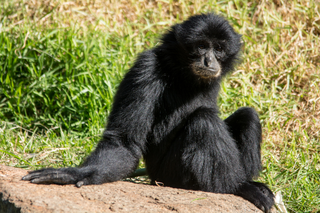 Siamang - Taronga Western Plains Zoo visit April 2014