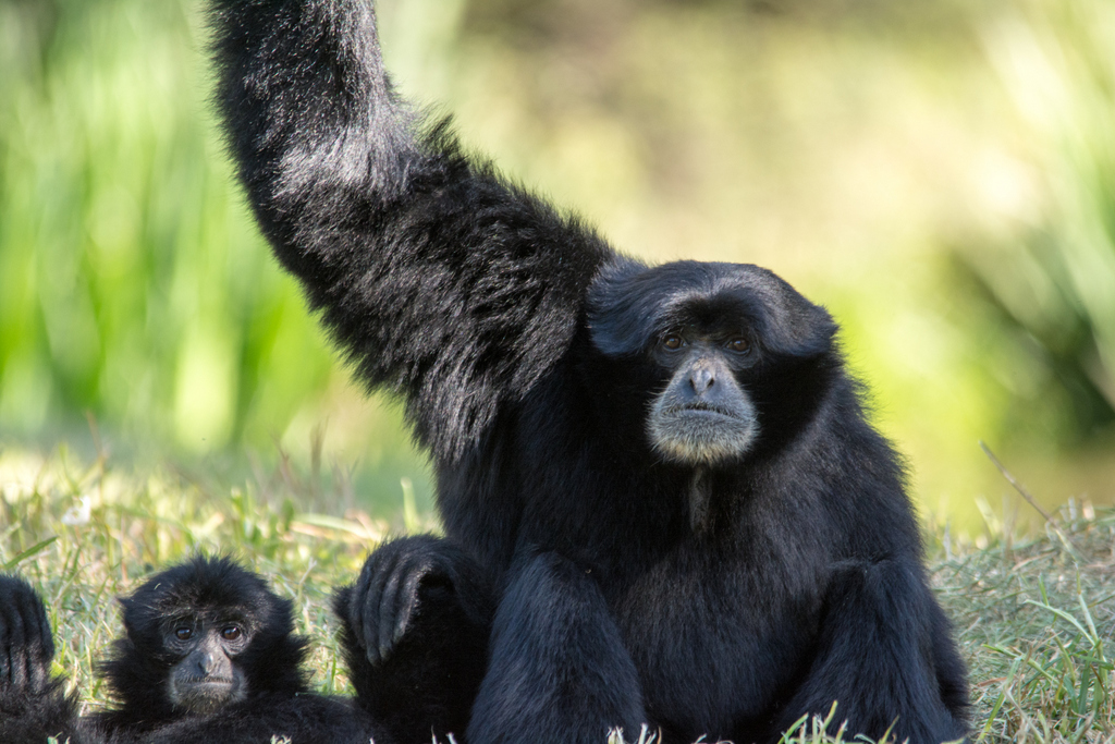 Siamang - Taronga Western Plains Zoo visit April 2014