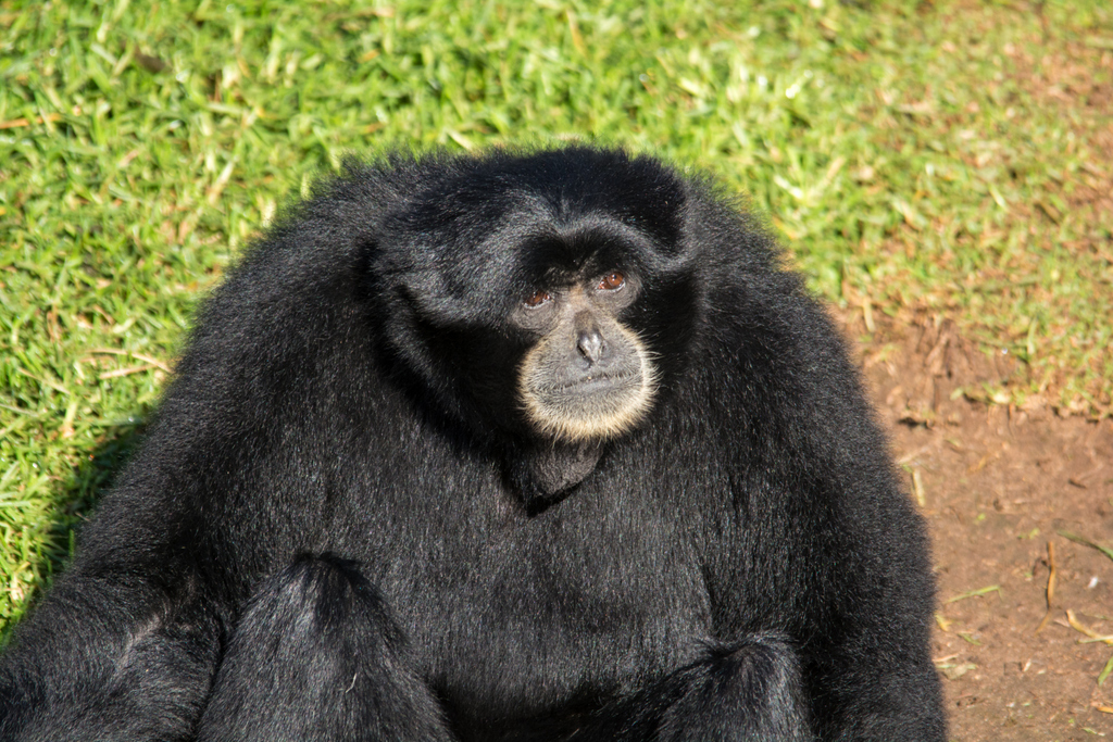 Siamang - Taronga Western Plains Zoo visit April 2014