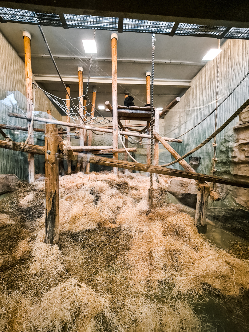 Siamang temporarily in the orangutan house