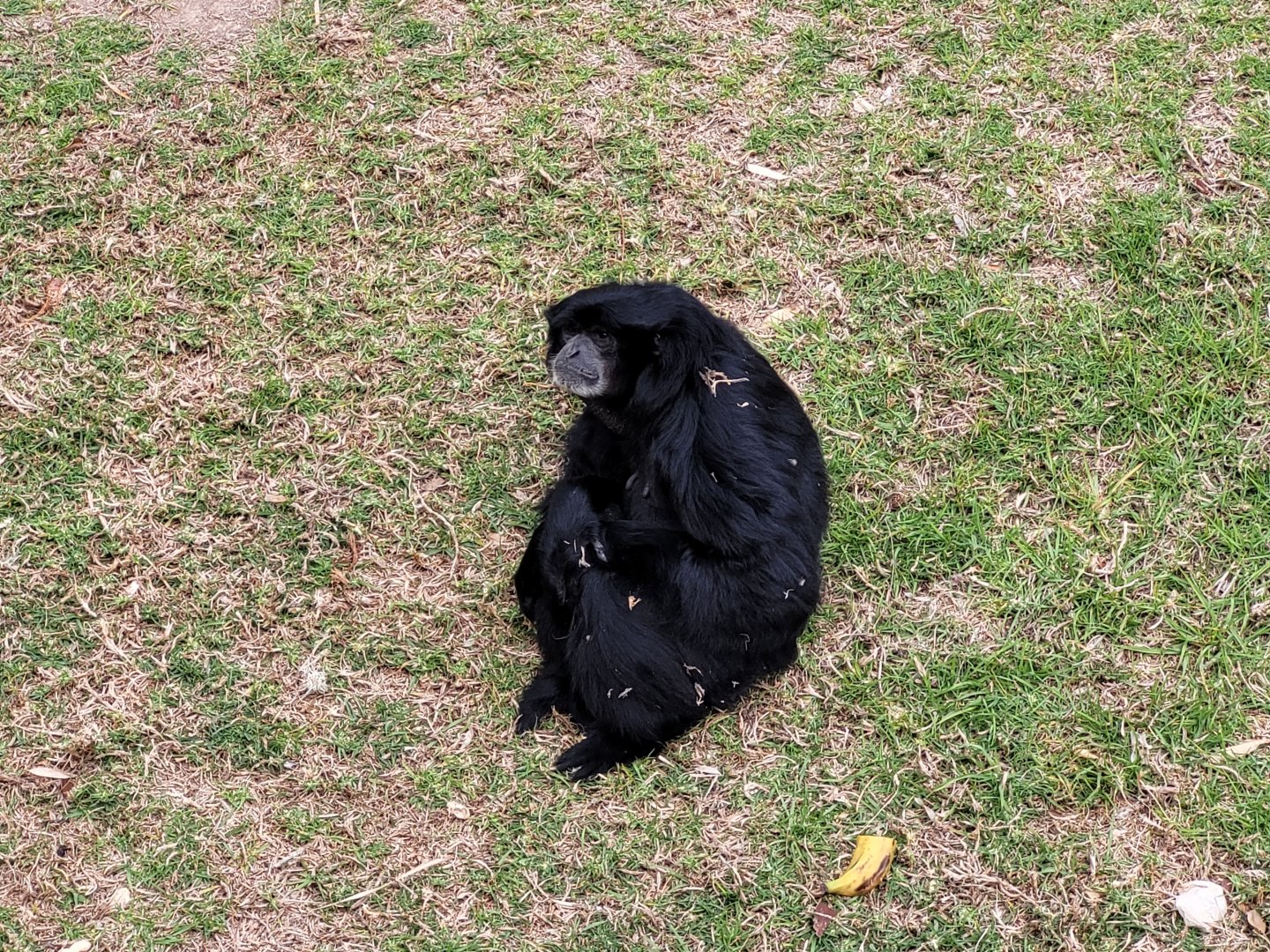 Siamang -TerraNatura Benidorm (2022)