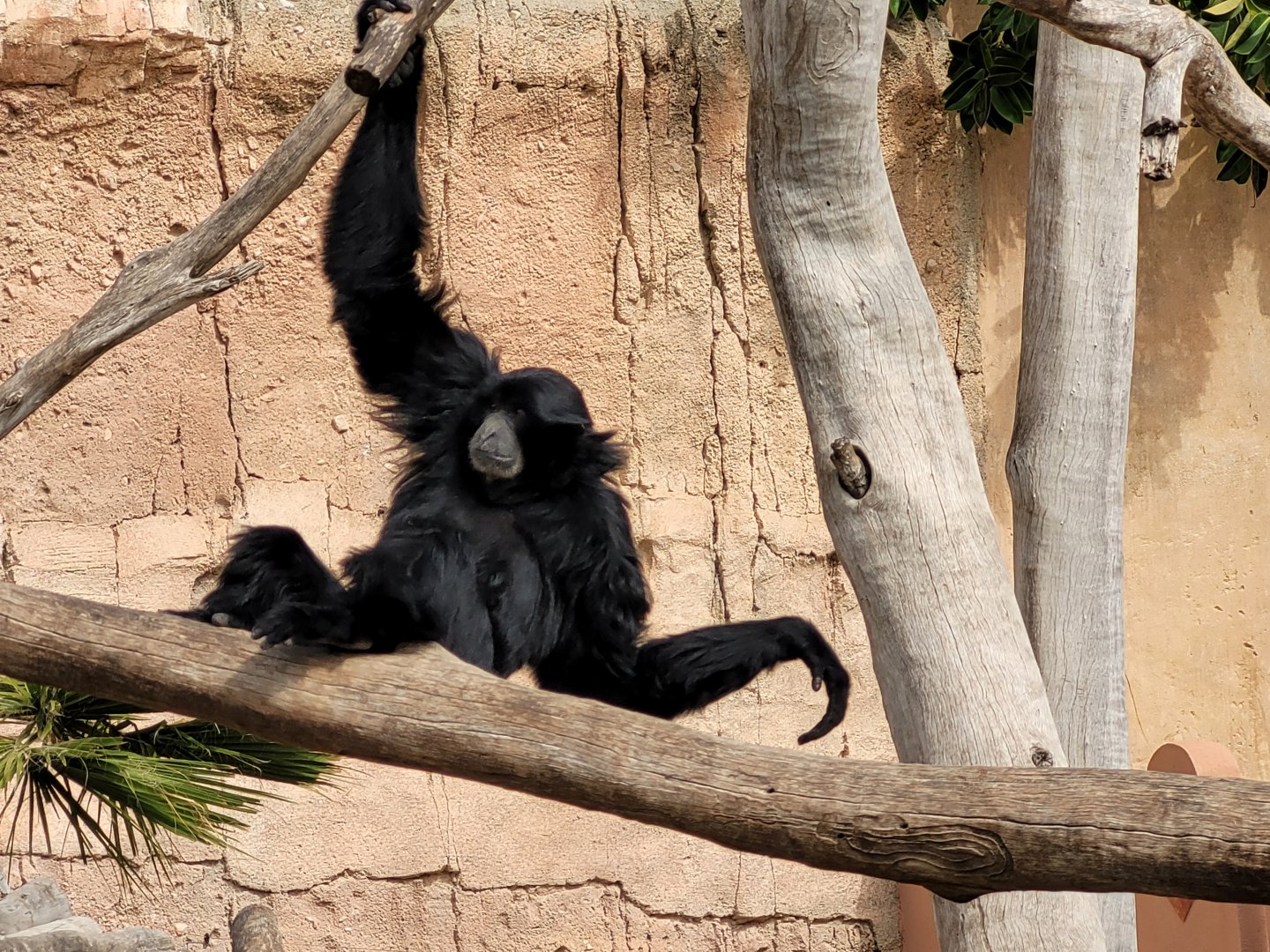 Siamang -TerraNatura Benidorm (2022)