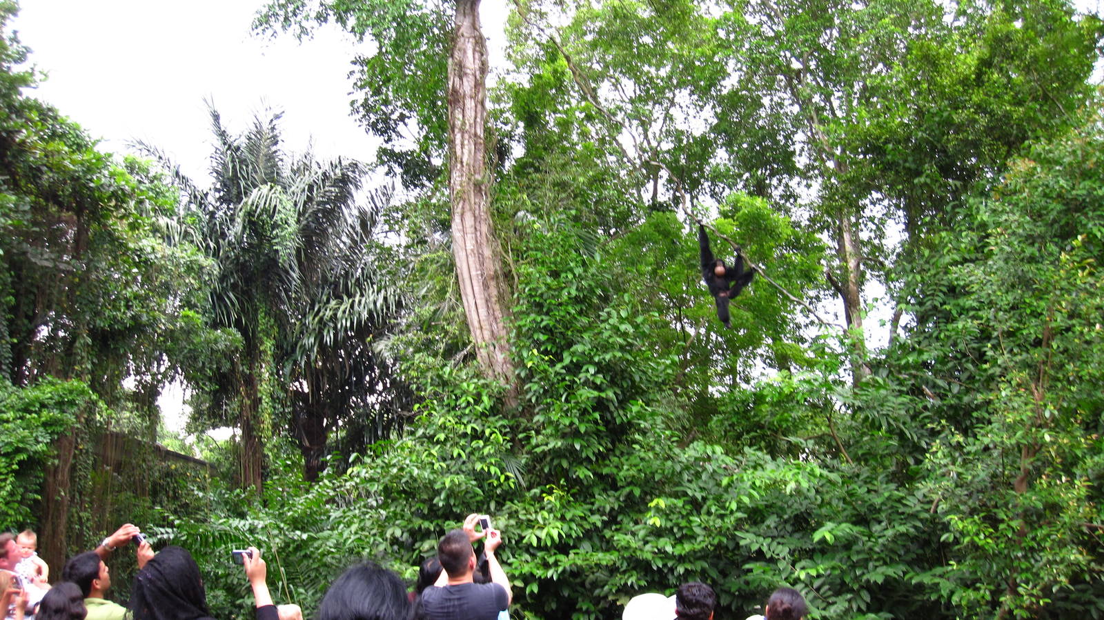 Siamang, Treetops Trail - Singapore Zoo