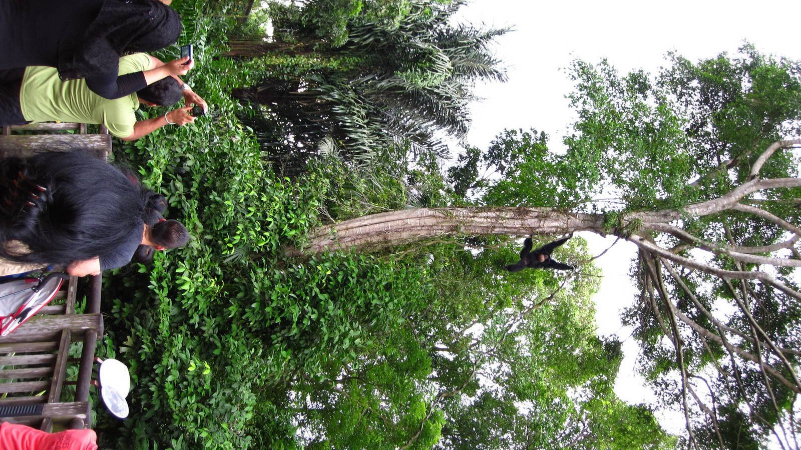 Siamang, Treetops Trail - Singapore Zoo