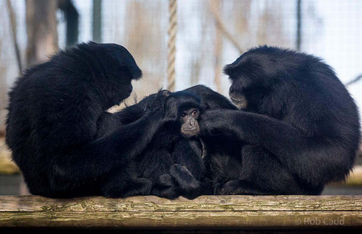 Siamang : Twycross : 22 Oct 2015