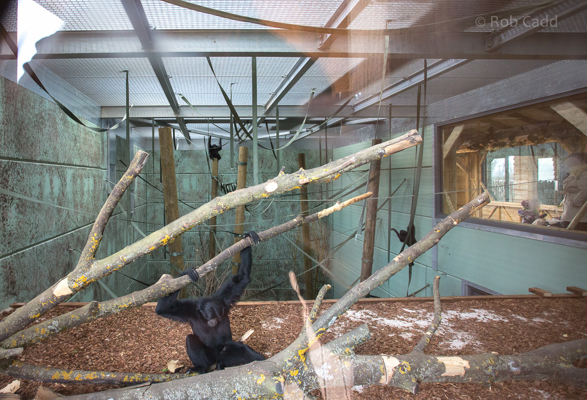 Siamang : Twycross : 26 Feb 2016