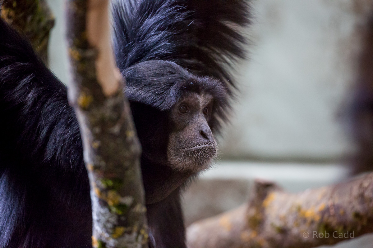 Siamang : Twycross : 26 Feb 2016