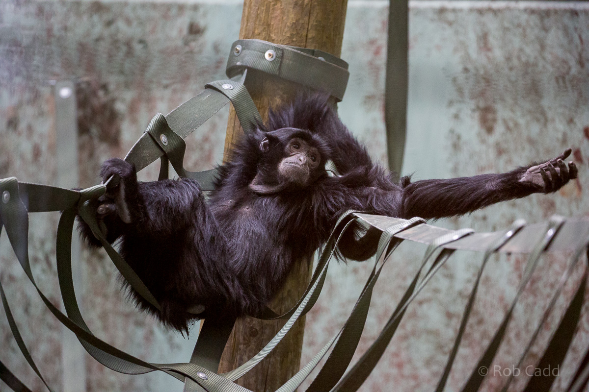 Siamang : Twycross : 26 Feb 2016