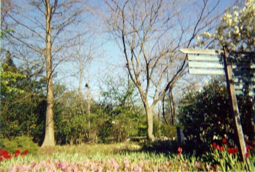 Siamang Viewed From Across Park