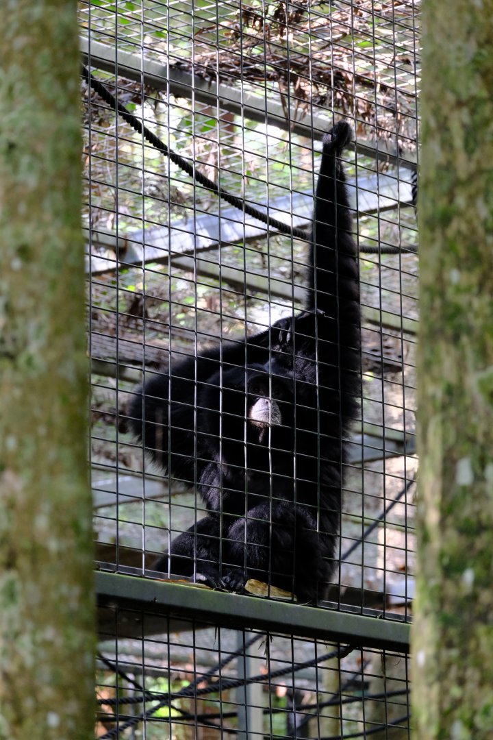 Siamang - Wildlife HQ