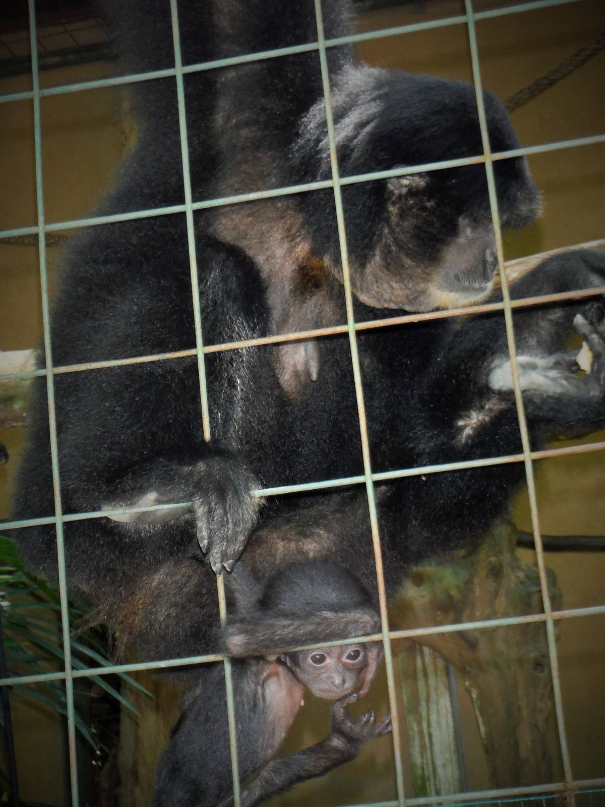Siamang with baby - 2015