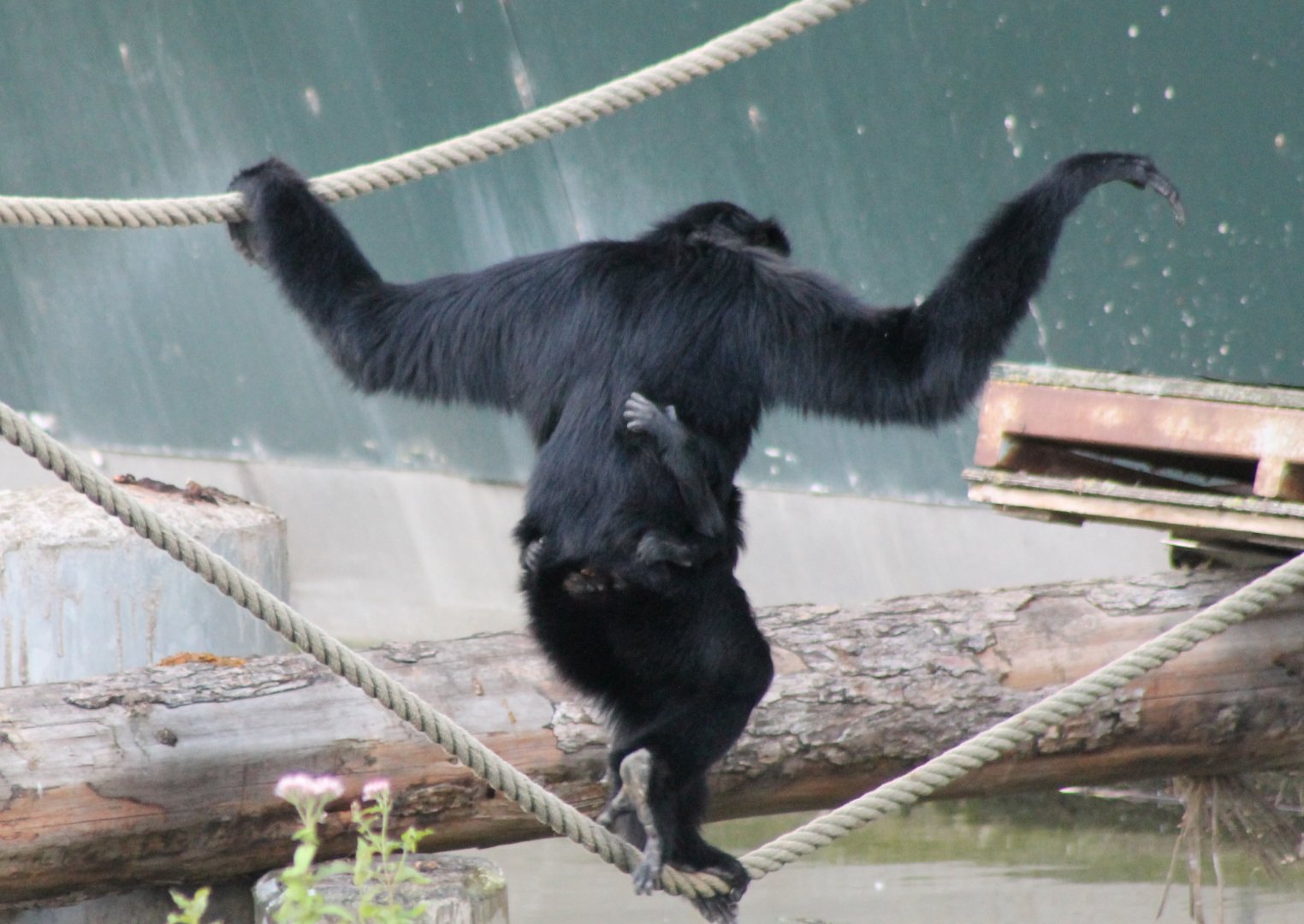 Siamang with baby