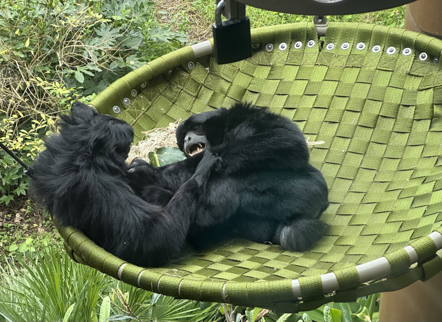 Siamang (Wrestling)