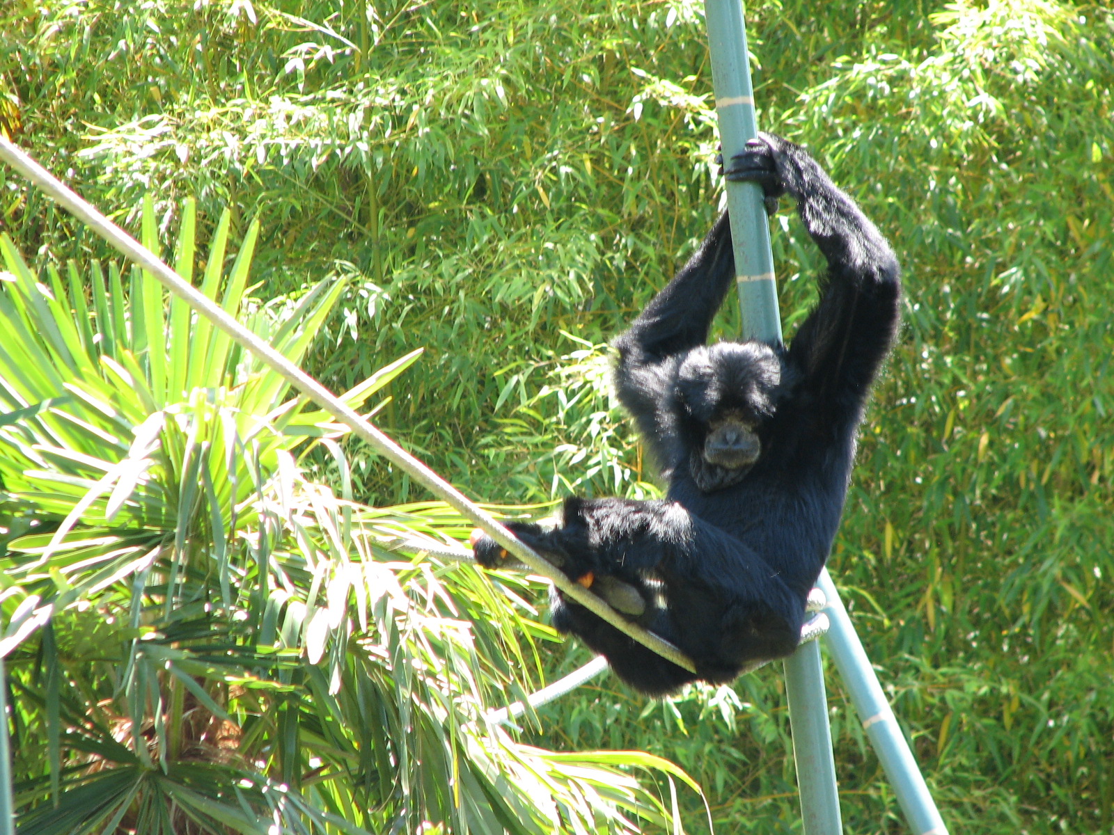 Siamang