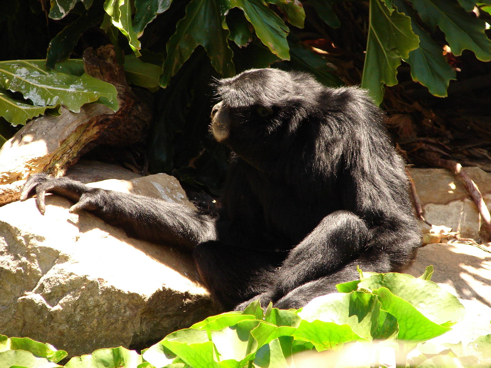 Siamang