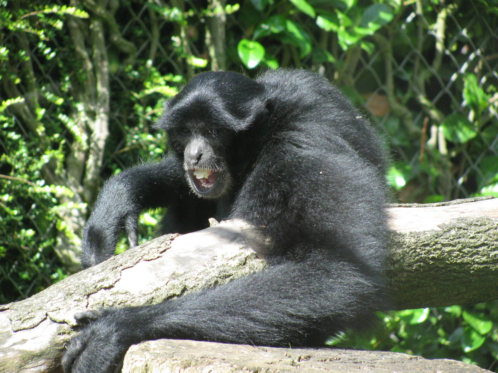 Siamang