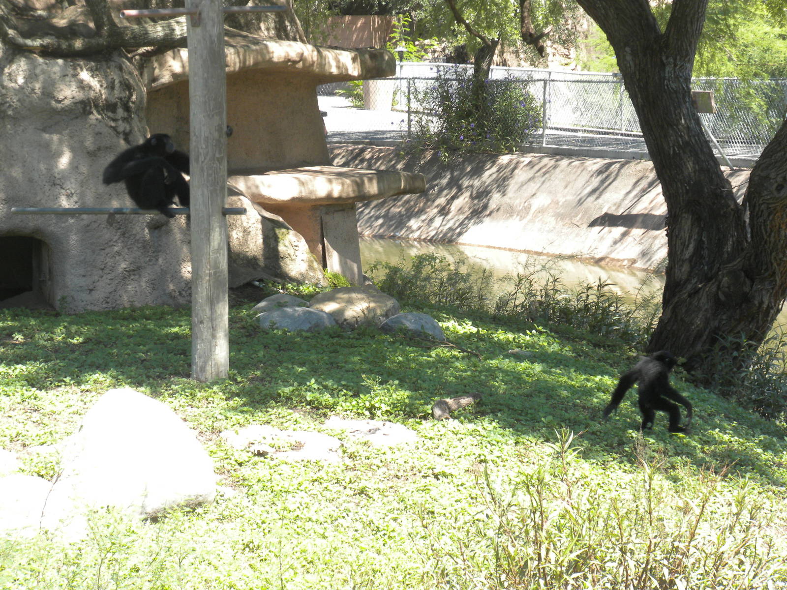 Siamang