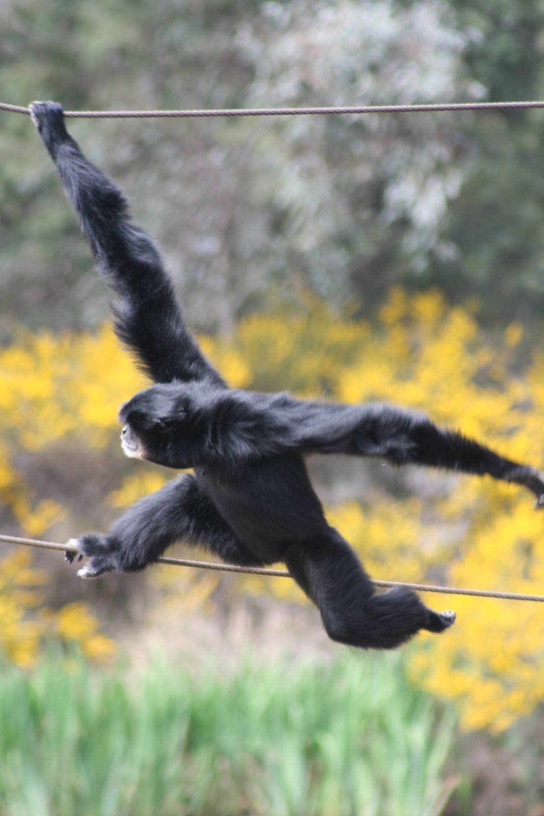 siamang