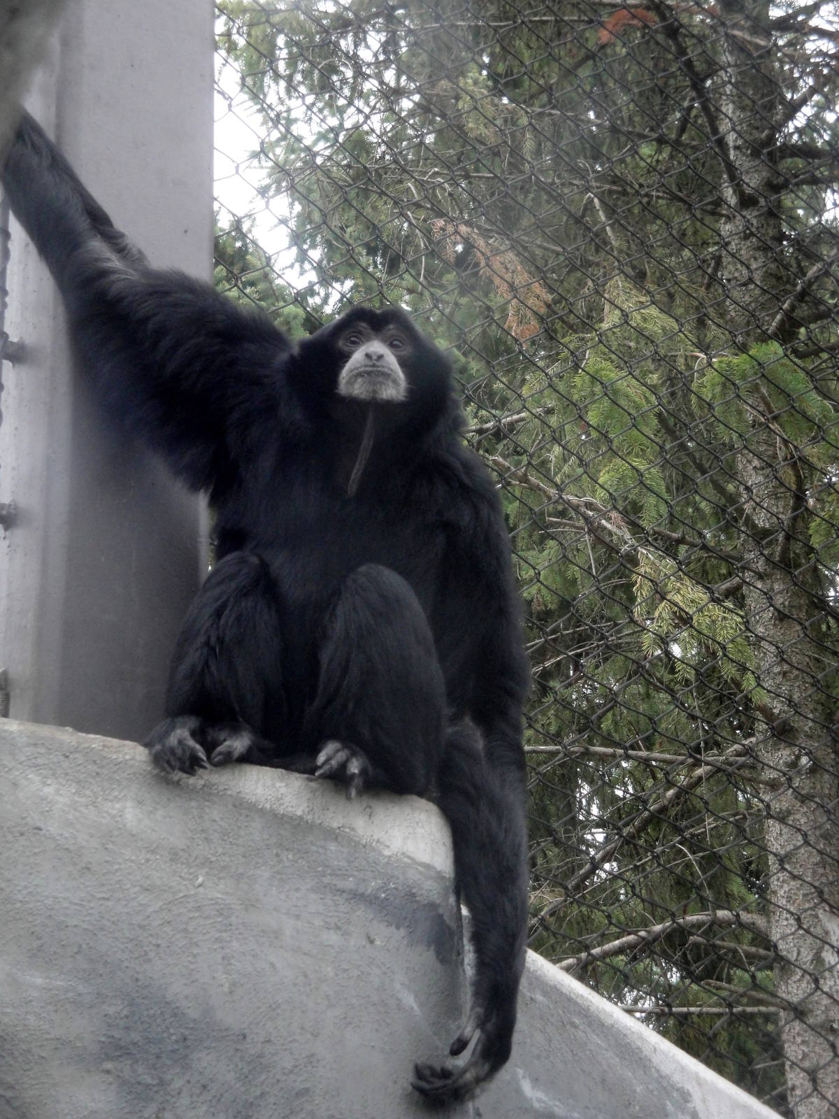 Siamang