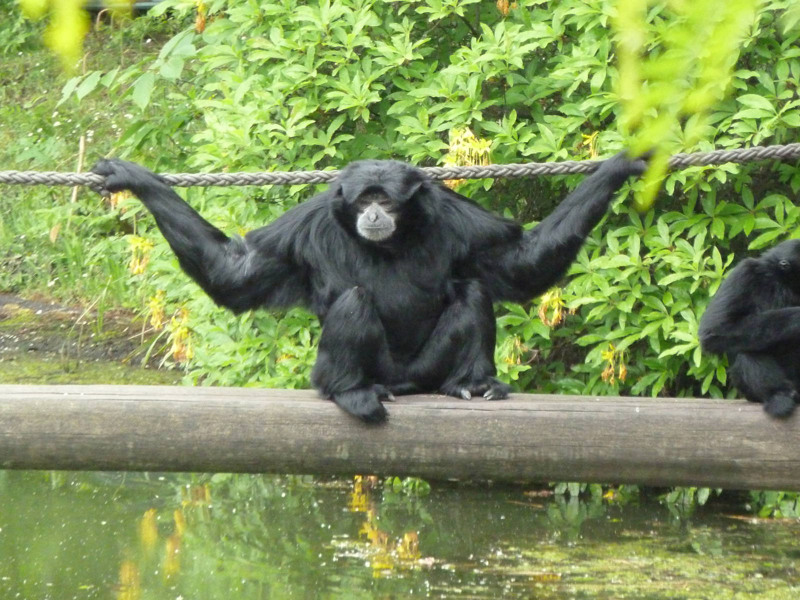 Siamang