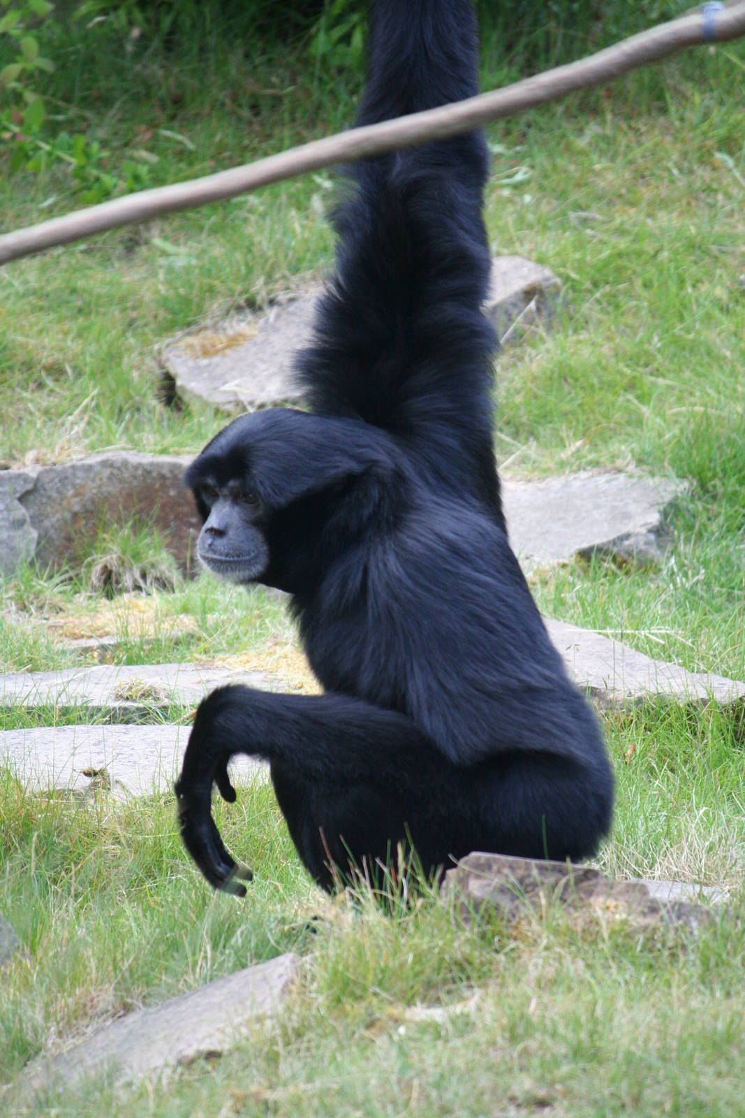 Siamang