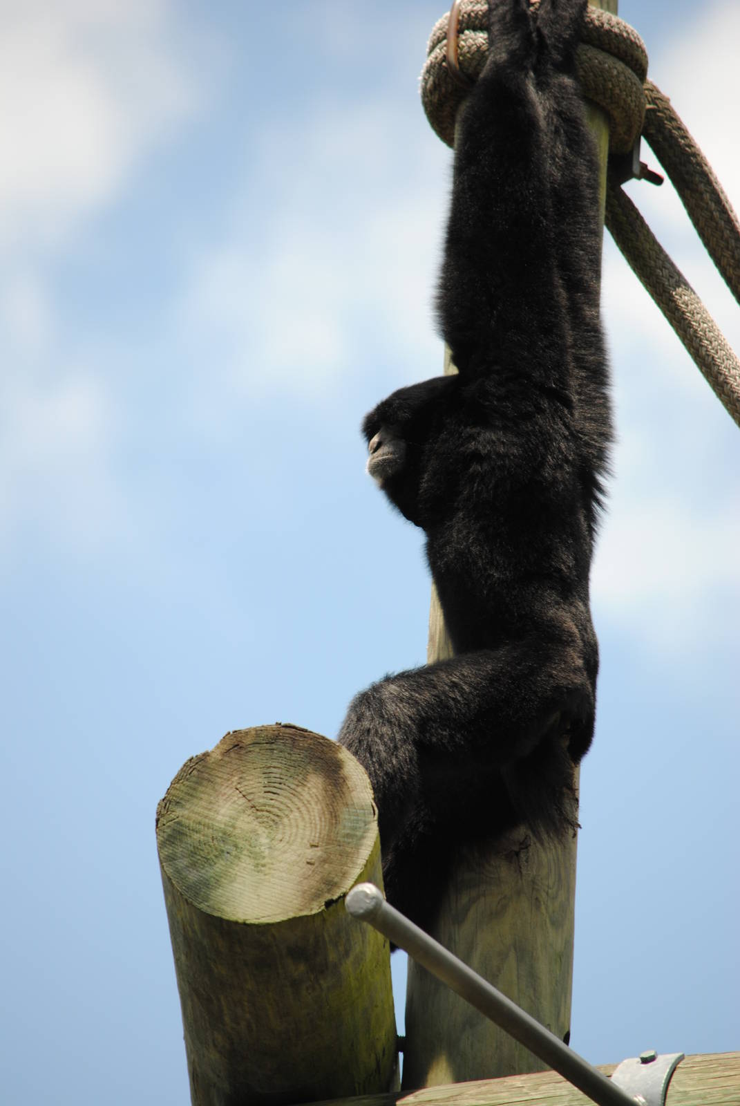 Siamang