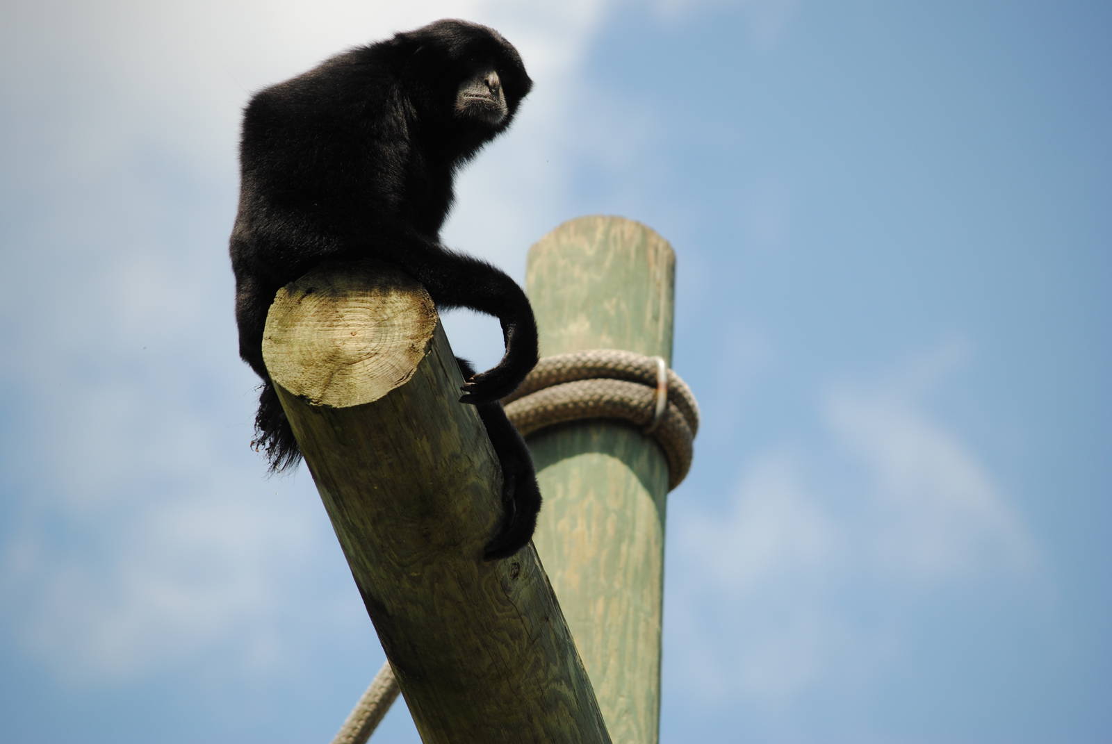 Siamang