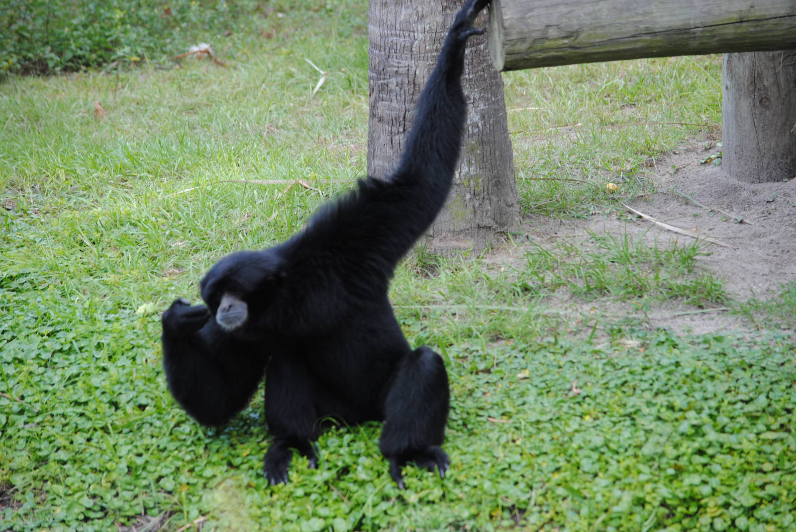 Siamang