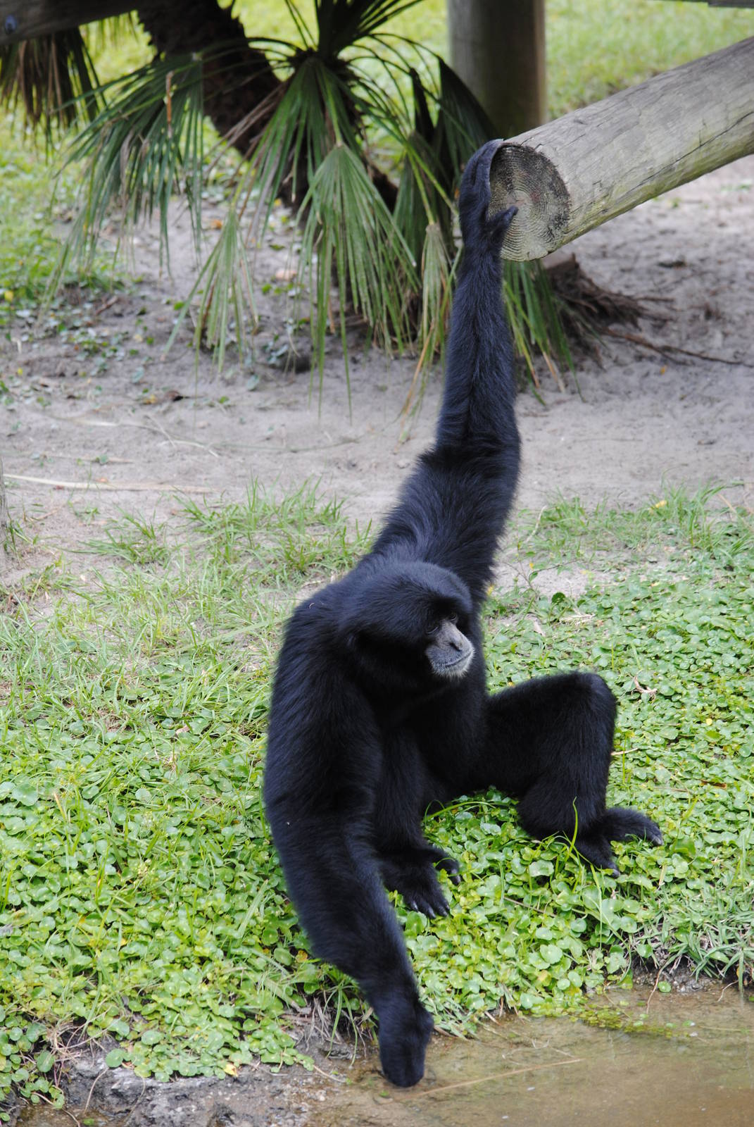 Siamang