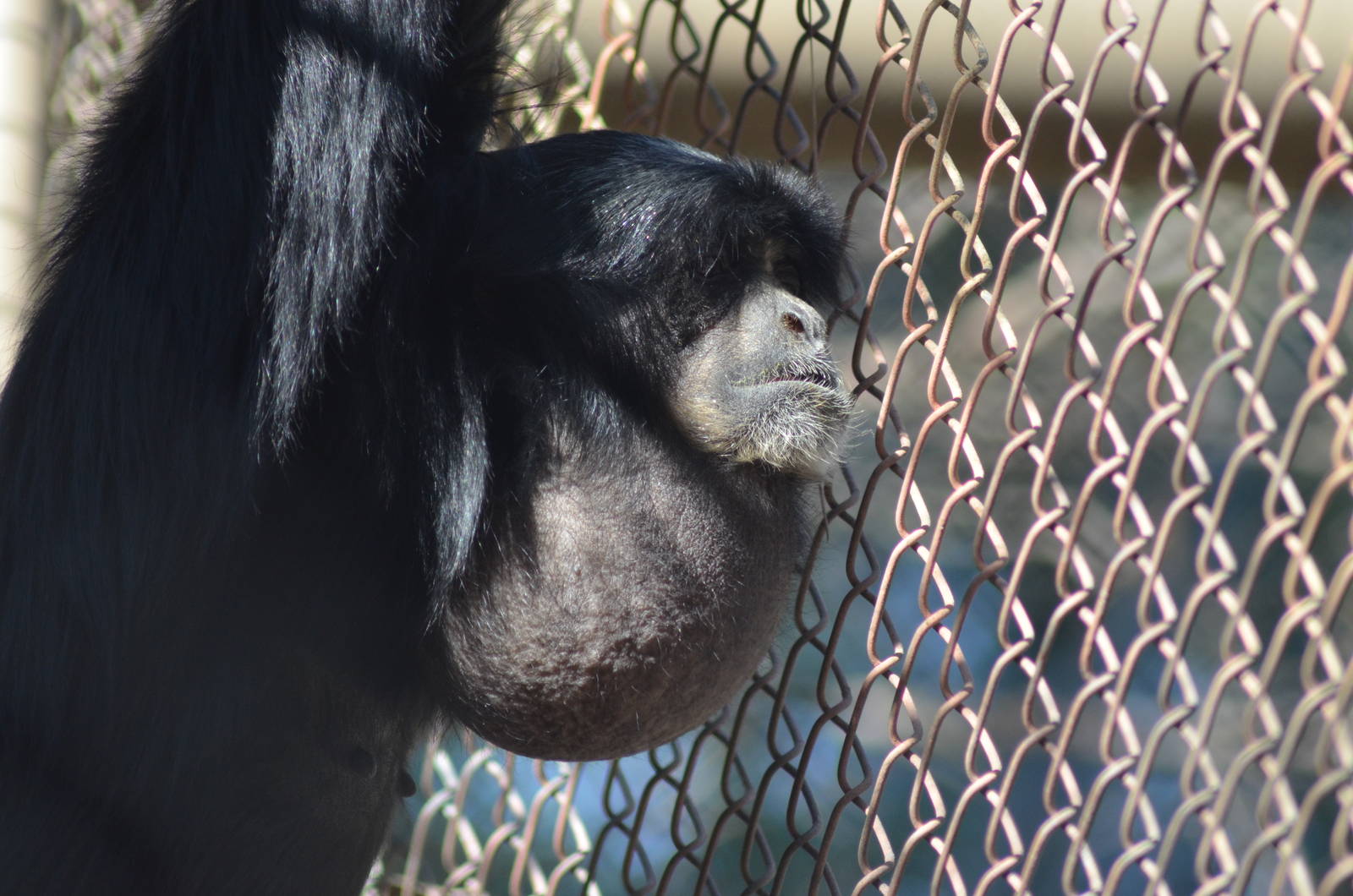 Siamang