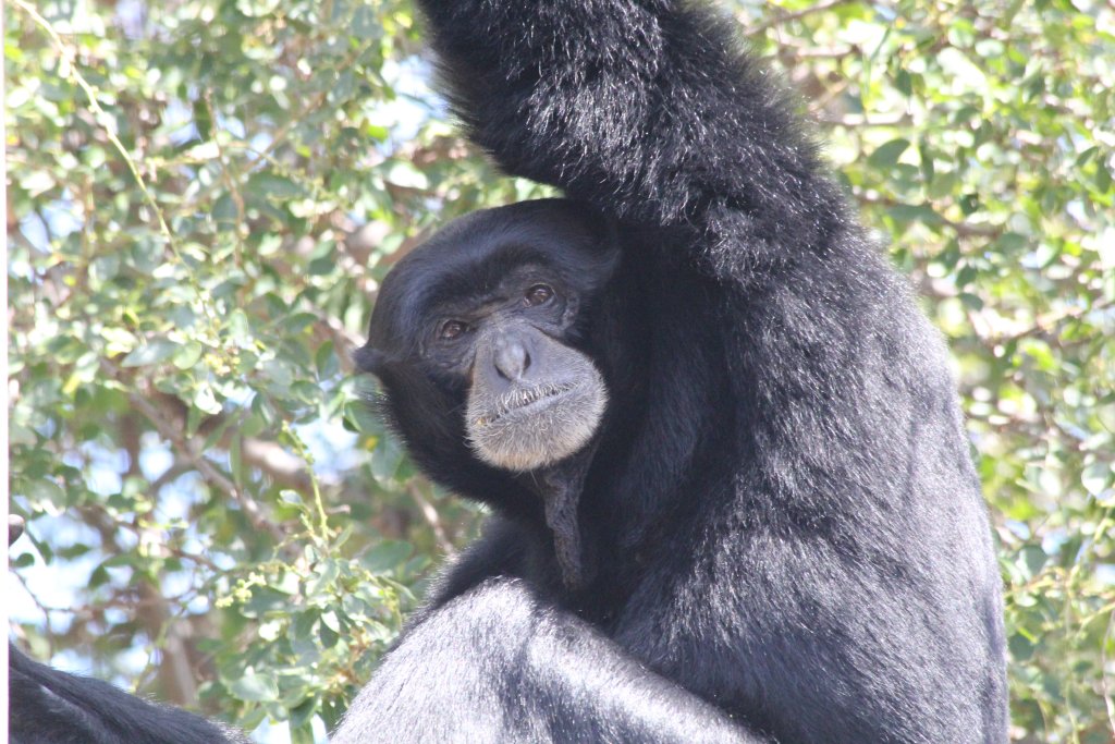 Siamang