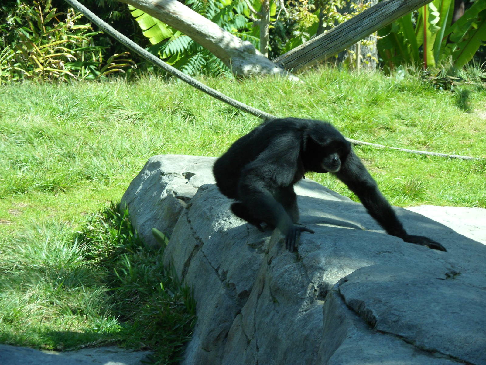 Siamang