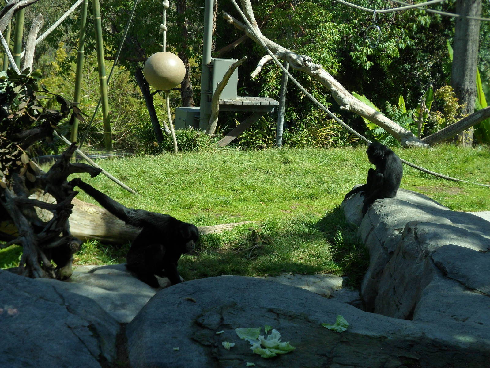Siamang