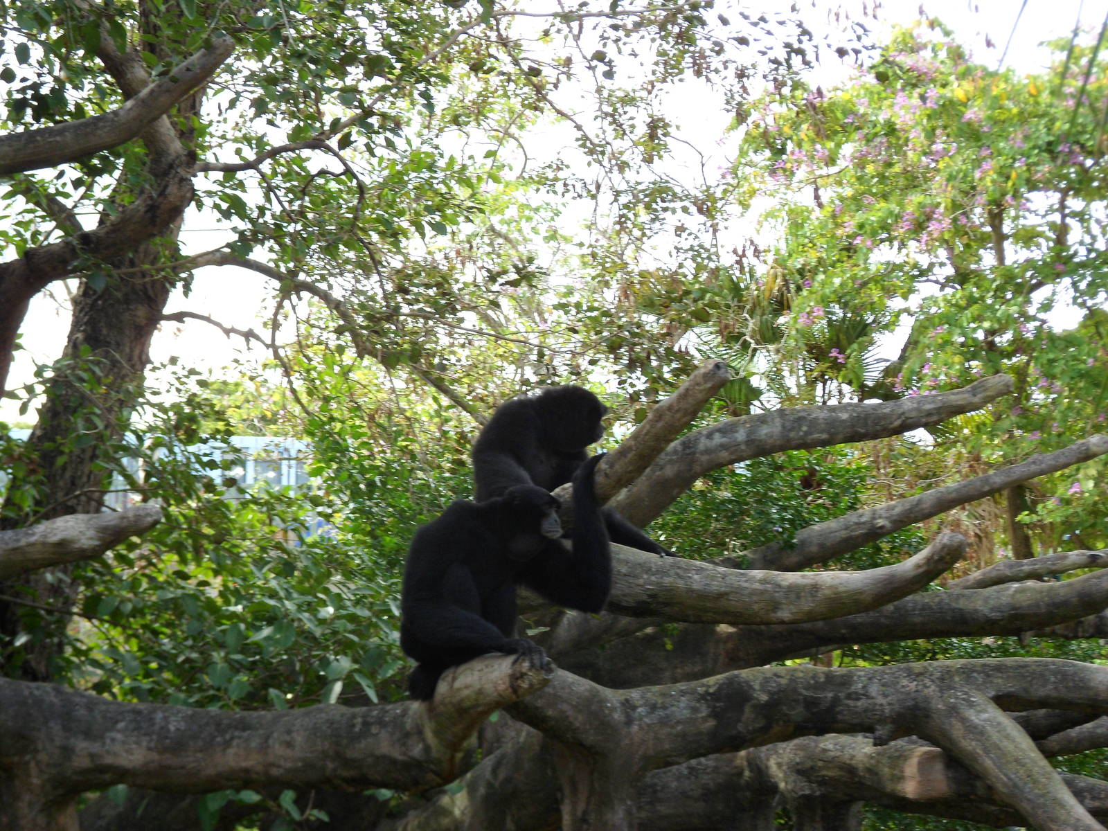 Siamang