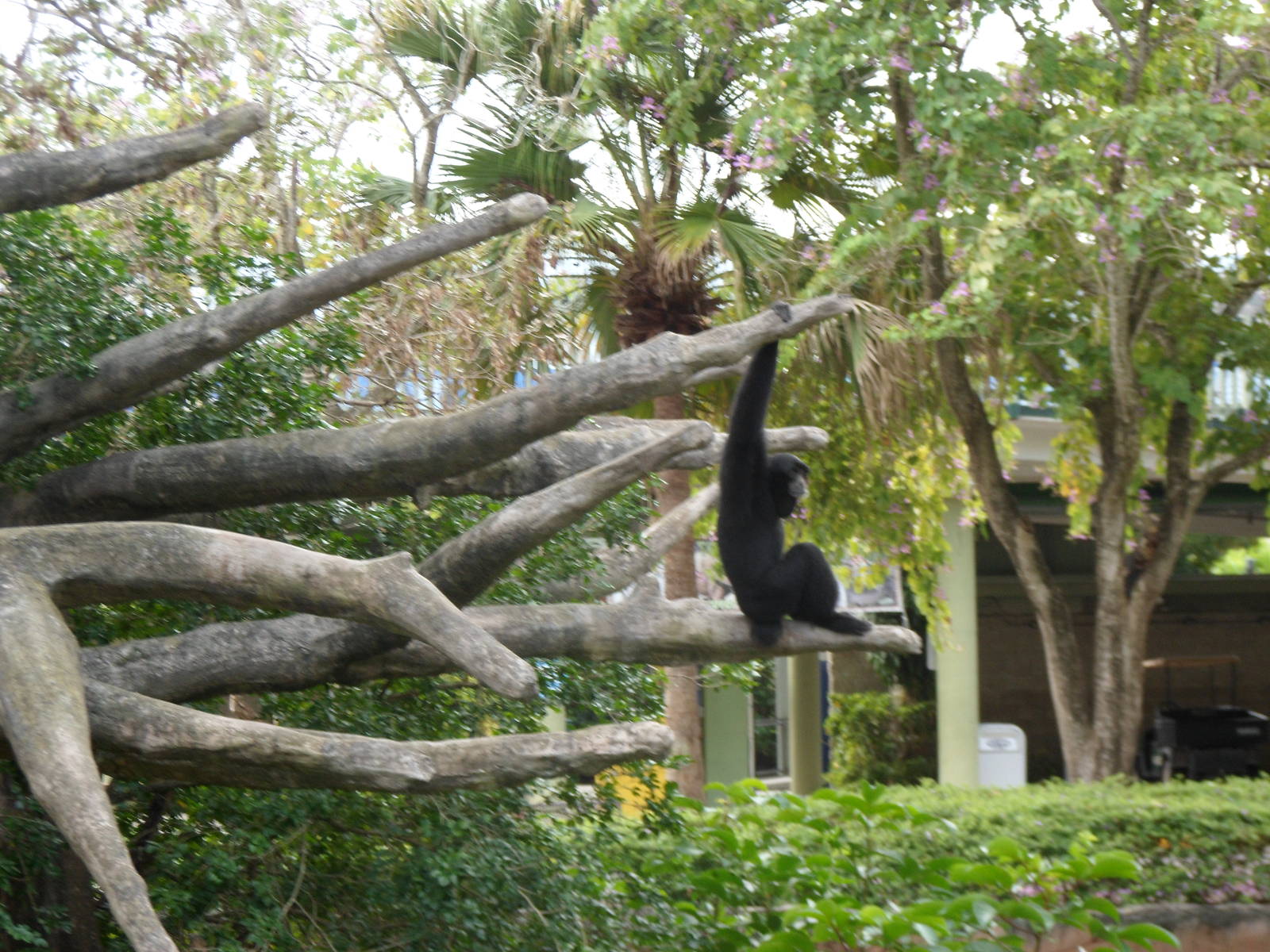 Siamang