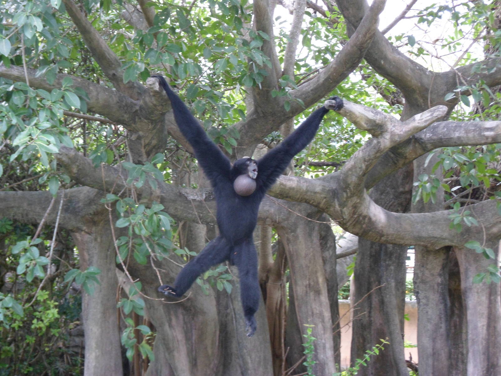 Siamang