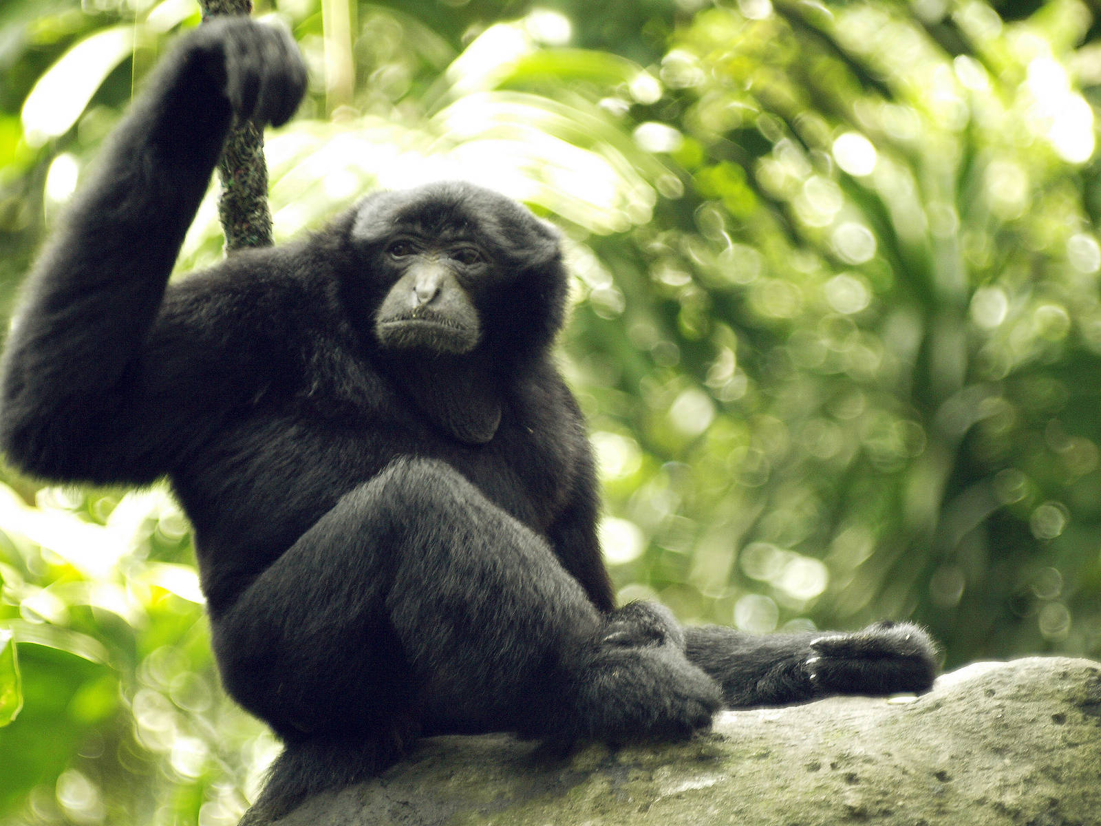 Siamang