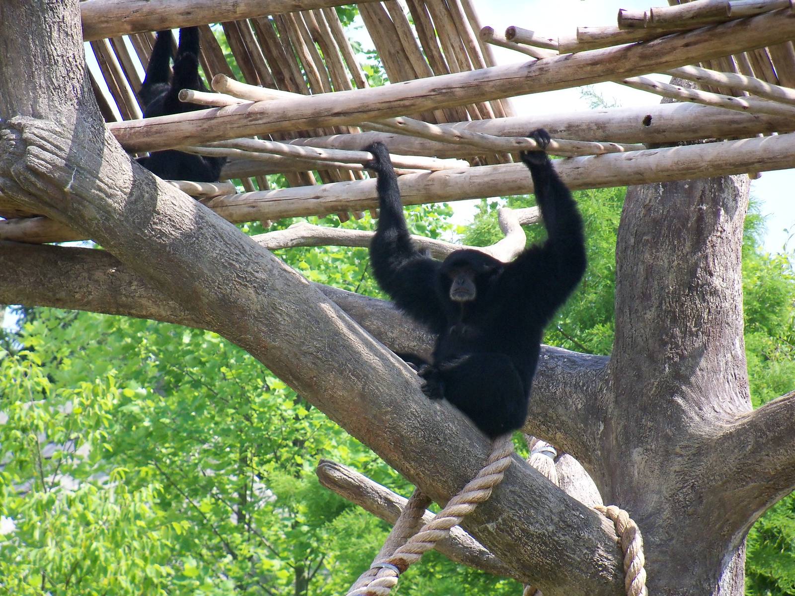 Siamang