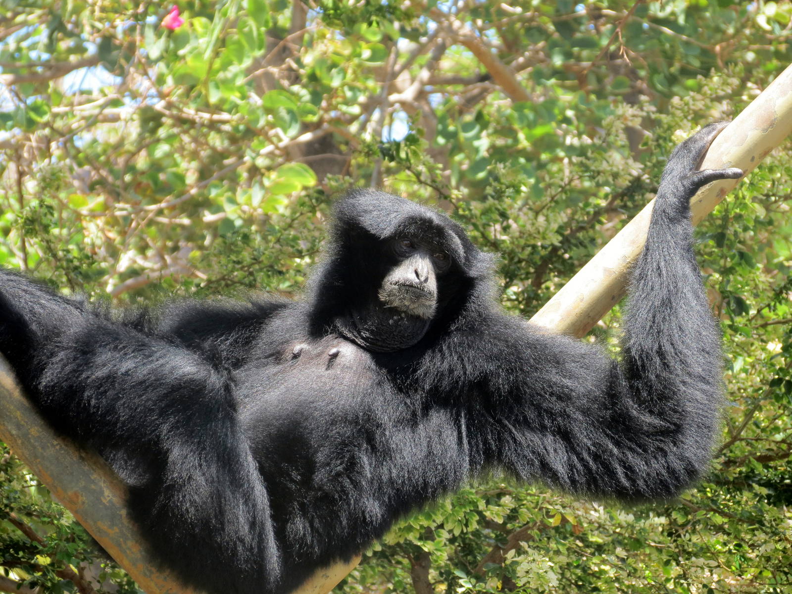 Siamang
