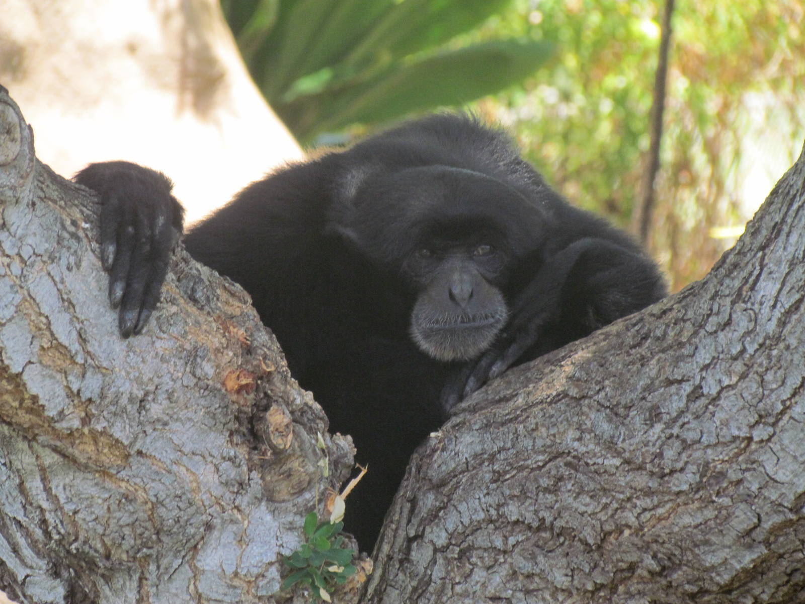 Siamang