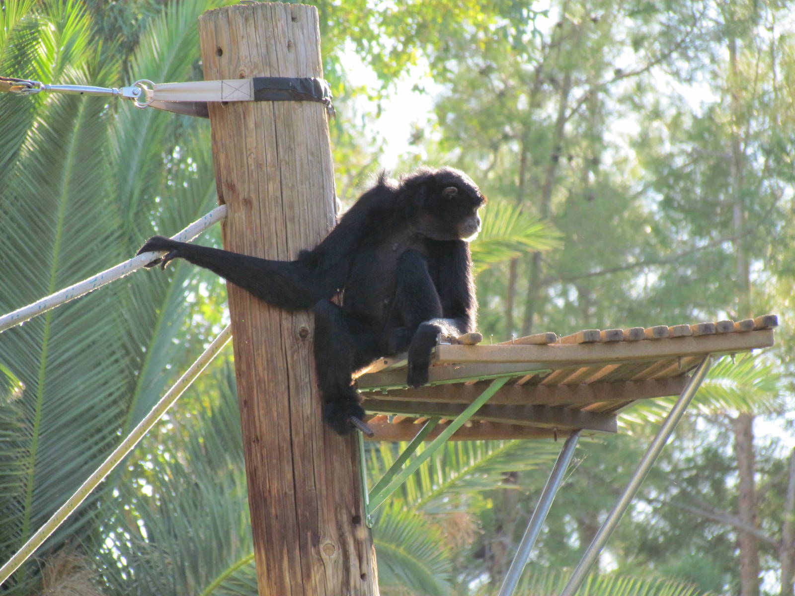 Siamang