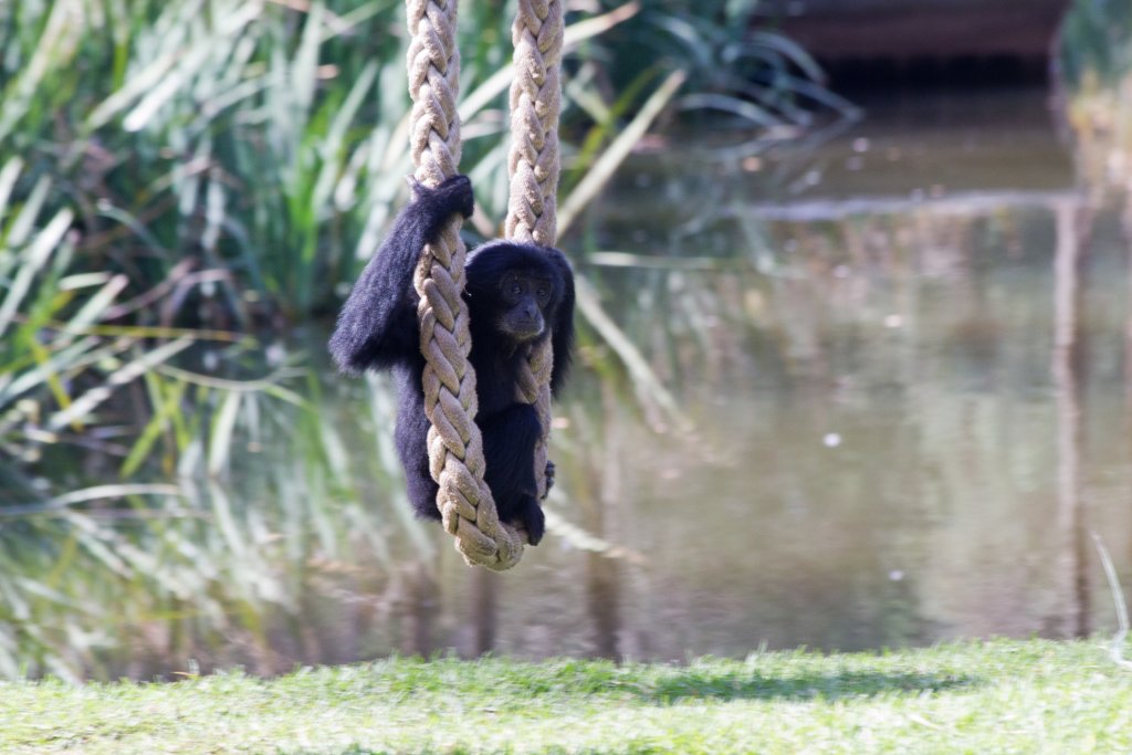 Siamang