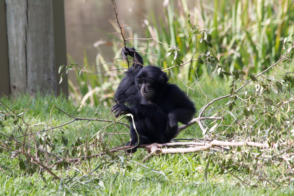 Siamang