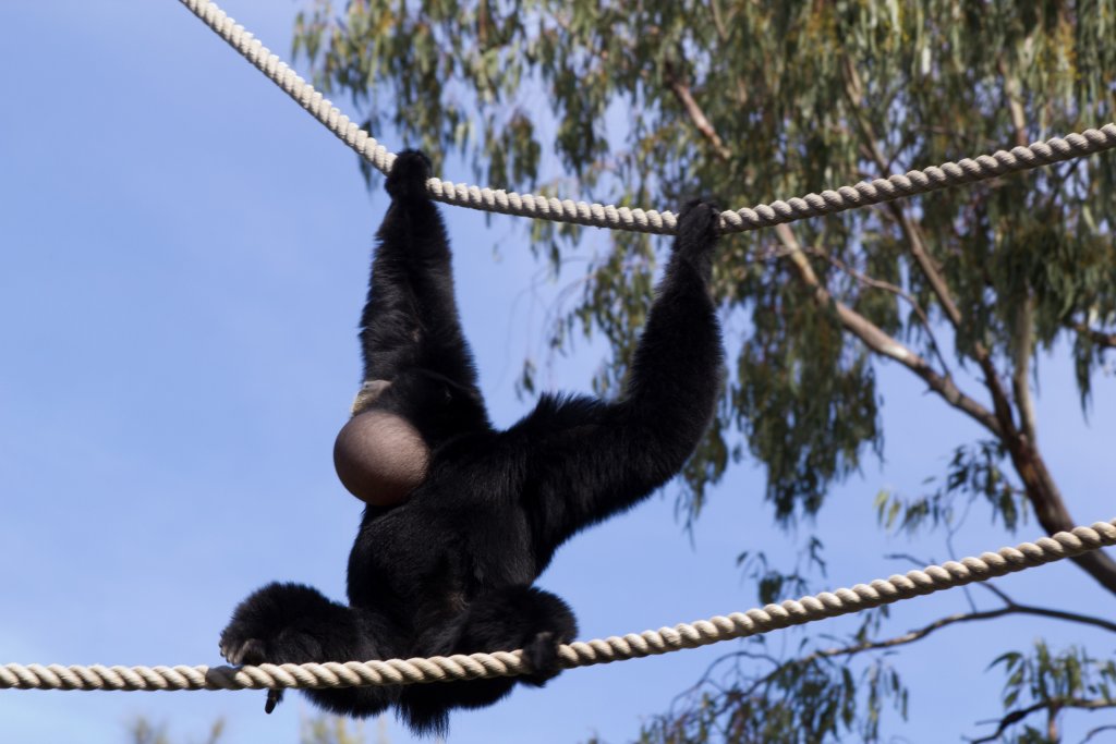 Siamang