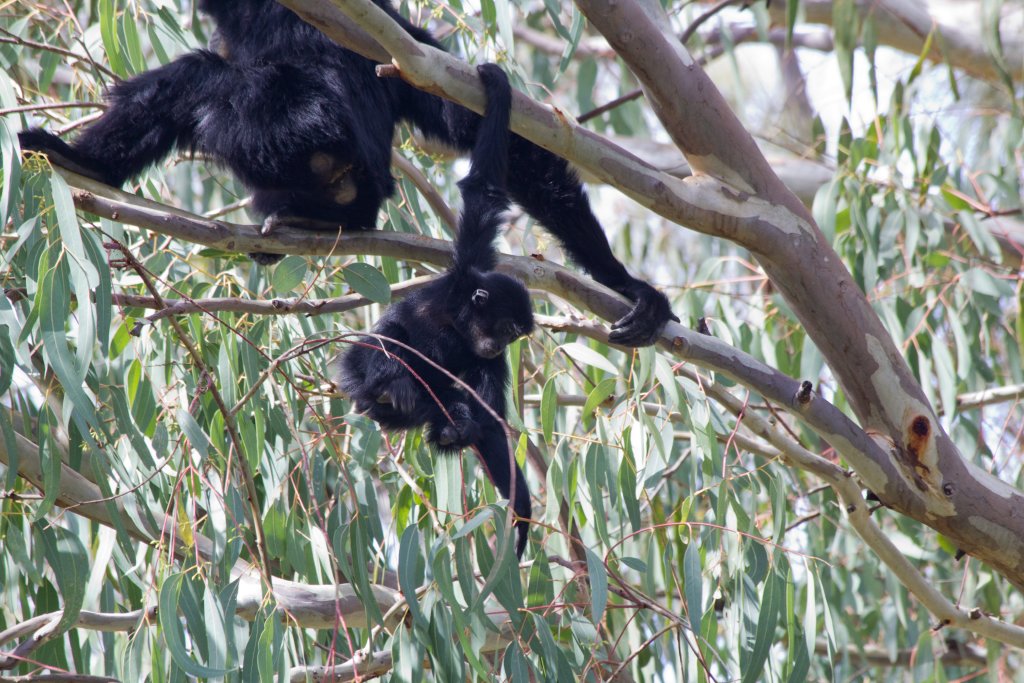 Siamang