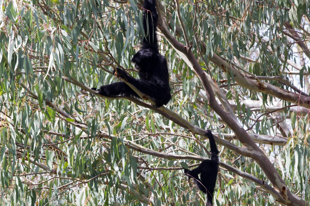 Siamang