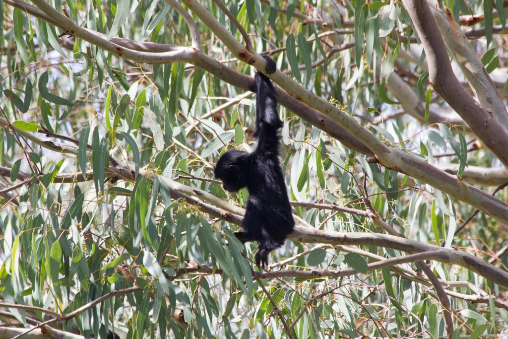Siamang